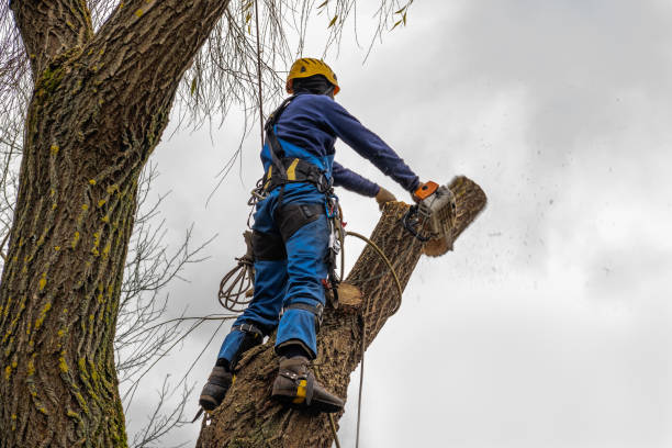 Best Tree Trimming and Pruning  in Anna, TX